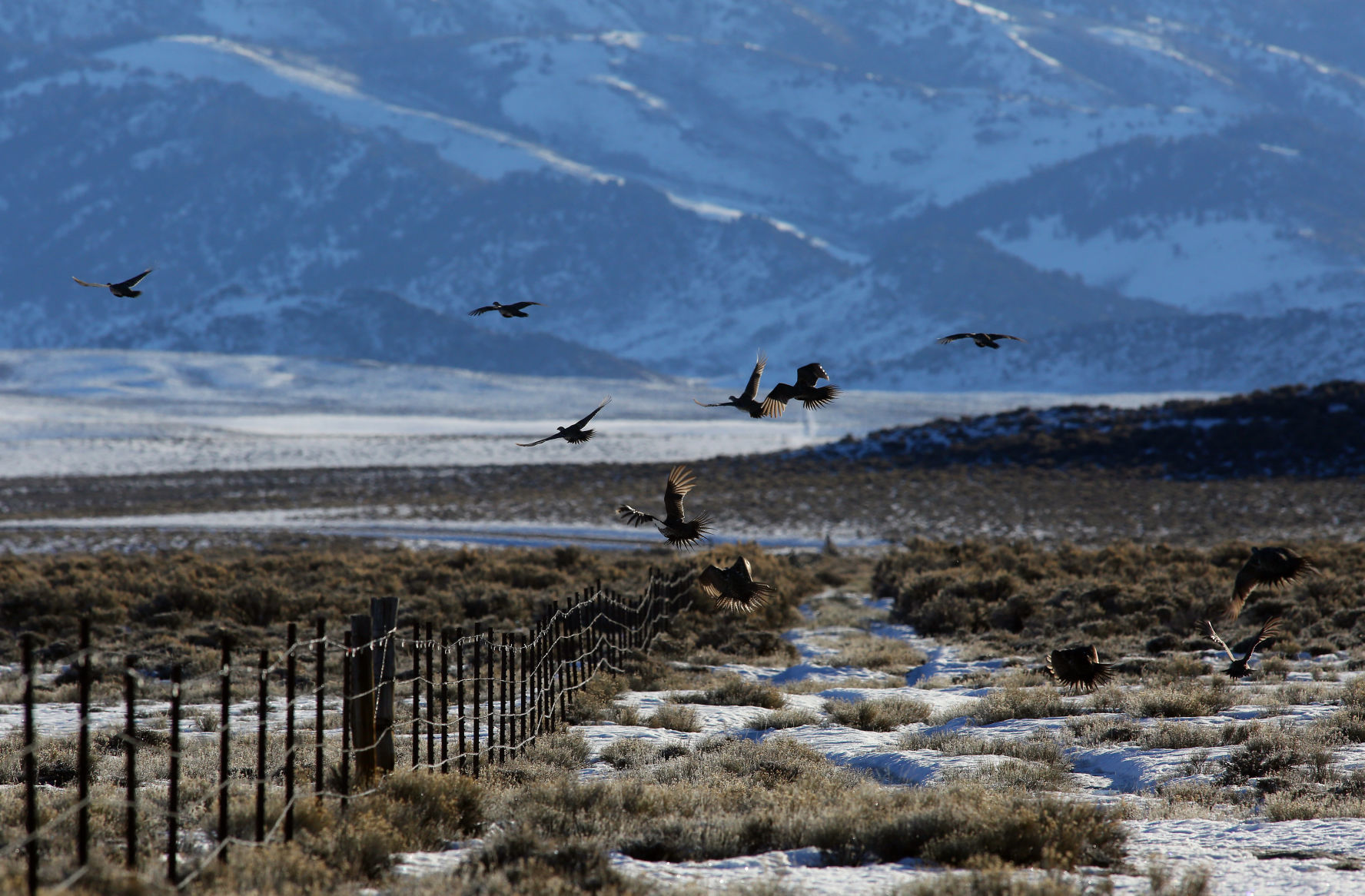 Sage Grouse Eat Dirt